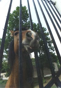 �������. ���� : �i���� ������.