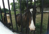 �������� �� ���ii. ���� : �i���� ������.